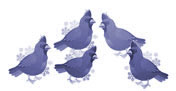 Birds